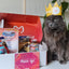 Verjaardag miauwbox