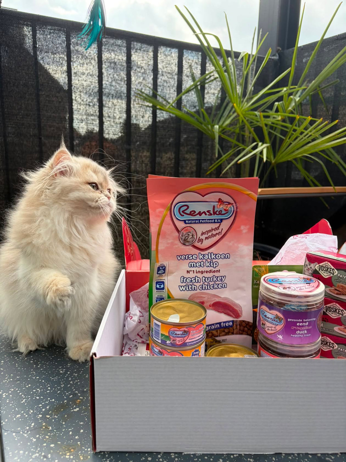 Kitten miauwbox