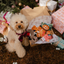 Kerst verrassingsbox voor hond | WoefBox