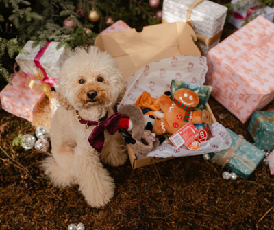 Kerst verrassingsbox voor hond | WoefBox